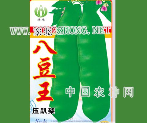 八豆王